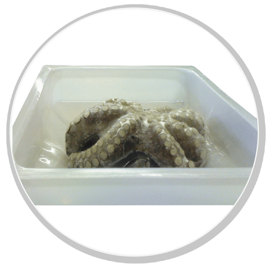 termoformatrice skin, linee per il confezionamento alimentare, fondo rigido, film sottile